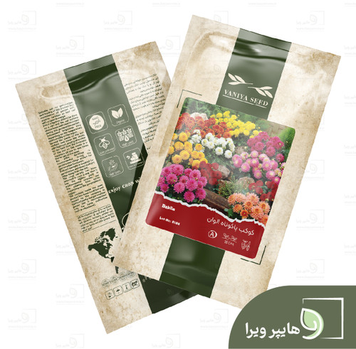 بذر کوکب، پاکوتاه، الوان وانیا سید
